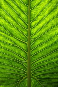 北马其顿被奥地利逆转，北马其顿遭遇滑铁卢！